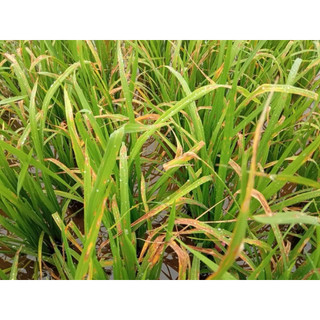 HELLO Fungi 400 dạng sữa (Chai 240ml) - Sạch bệnh, xanh lá, sáng bông, đẹp trái cây lúa, cây ăn trái, rau màu