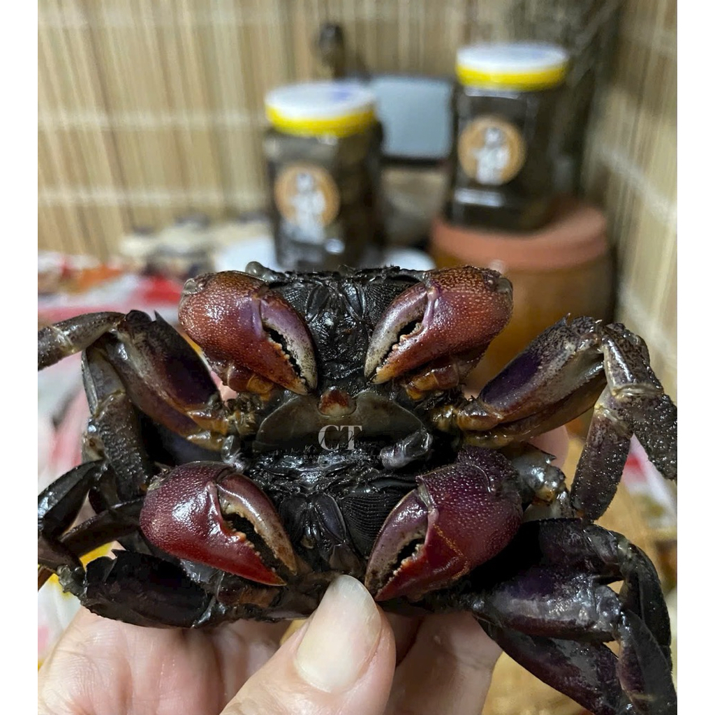 ( Đặc sản Năm Căn Cà Mau ) Ba khía trộn sẵn vùng sông nước Năm Căn Cà Mau -1keo 1kg- Con to chắc thịt