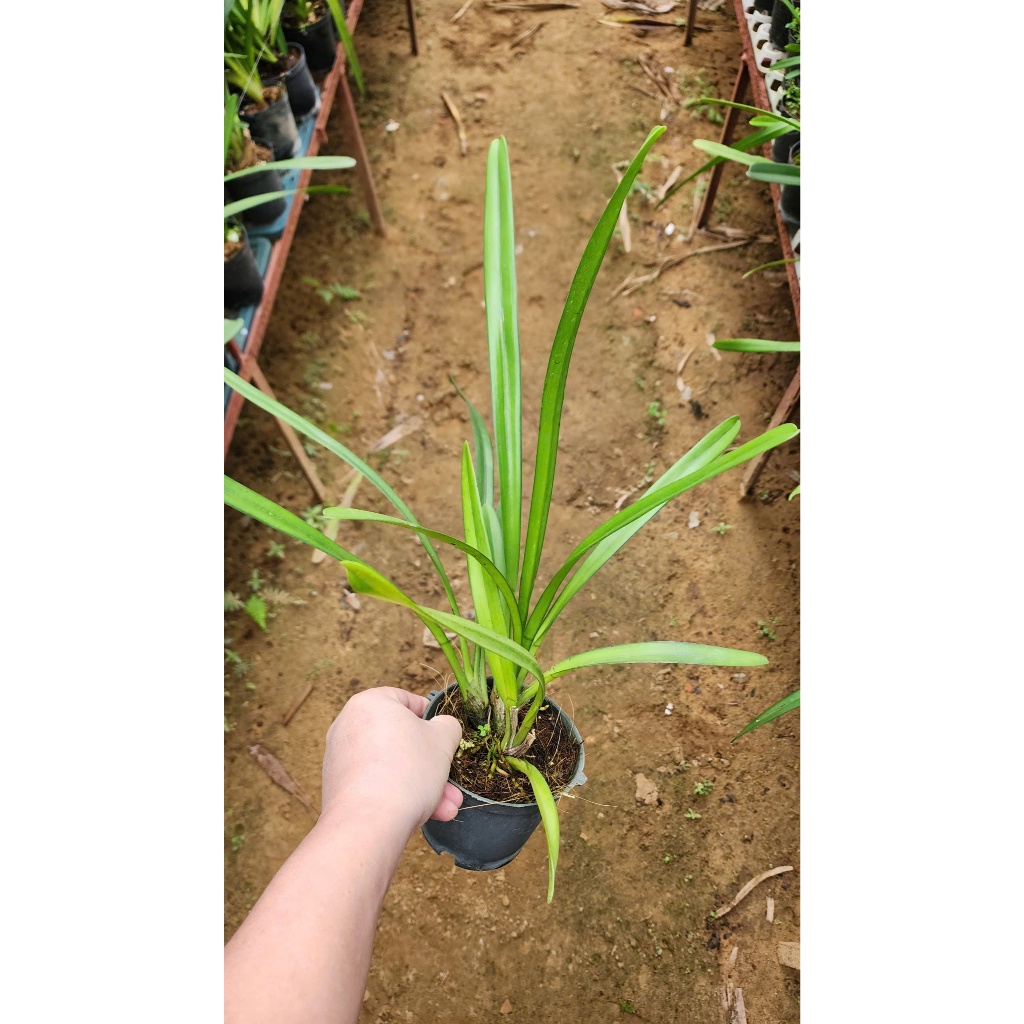 Kiếm Trắng Tuyết Ngọc