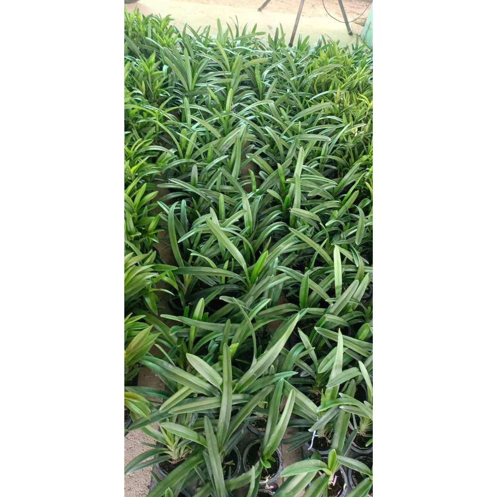 Lan Kiếm Cam ÚC ( Cymbidium orange ) Thuần