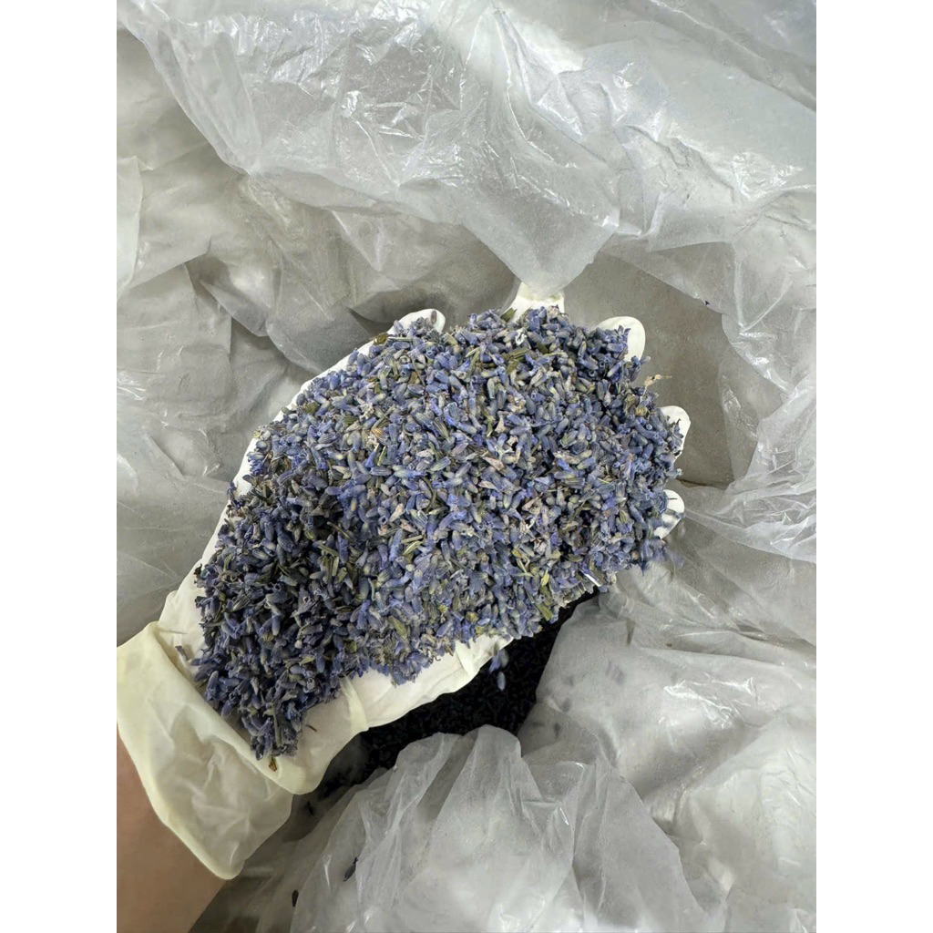 Nụ Hoa Oải Hương | Hoa Lavender Sấy Dùng Để Uống Trà, Trang Trí Decor