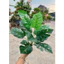 Cây giả - cây lá rùa 30/40cm (có bán kèm chậu y hình)