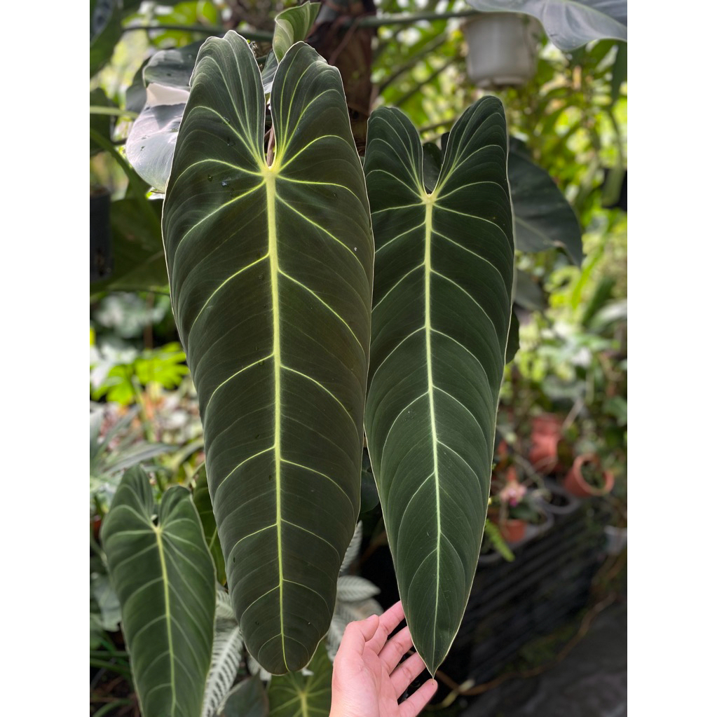 HOT) Philodendron Melanochrysum / Cy king l Philodendron Melano/ Cy  trng trong nh/ Cy decor | Shopee Vit Nam