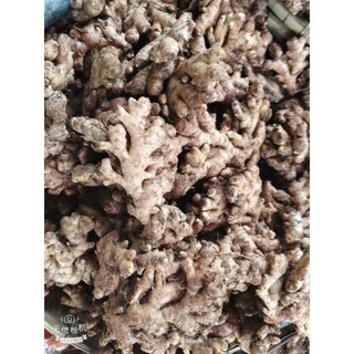 Combo 1KG Gừng/Nghệ Răm Tươi – Nông Sản Xứ Nghệ Chuẩn Sạch – Giá Sỉ Tại Vườn