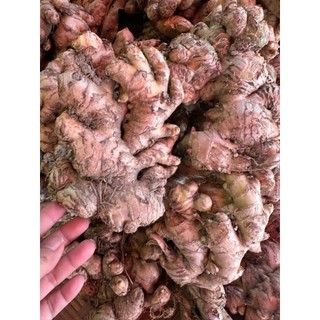 Combo 1KG Gừng/Nghệ Răm Tươi – Nông Sản Xứ Nghệ Chuẩn Sạch – Giá Sỉ Tại Vườn