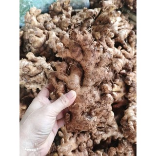 Combo 1KG Gừng/Nghệ Răm Tươi – Nông Sản Xứ Nghệ Chuẩn Sạch – Giá Sỉ Tại Vườn