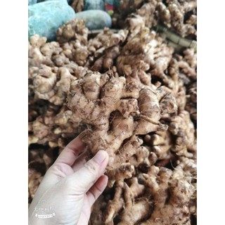 Combo 1KG Gừng/Nghệ Răm Tươi – Nông Sản Xứ Nghệ Chuẩn Sạch – Giá Sỉ Tại Vườn
