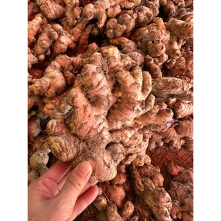 Combo 1KG Gừng/Nghệ Răm Tươi – Nông Sản Xứ Nghệ Chuẩn Sạch – Giá Sỉ Tại Vườn