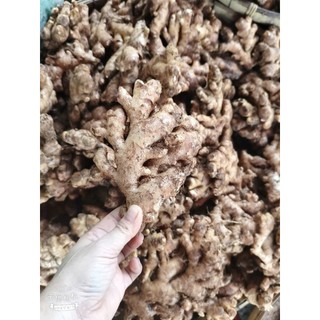 Combo 1KG Gừng/Nghệ Răm Tươi – Nông Sản Xứ Nghệ Chuẩn Sạch – Giá Sỉ Tại Vườn