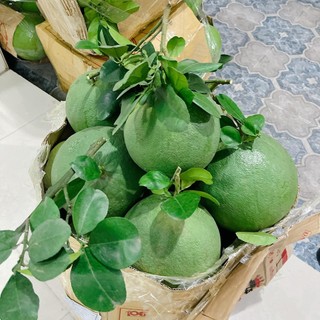 Cặp 2 Trái Bưởi da xanh miền tây nguyên vỏ KACOCO - Mỏng vỏ, ngọt nhiều giàu vitamin C (không cuốn)
