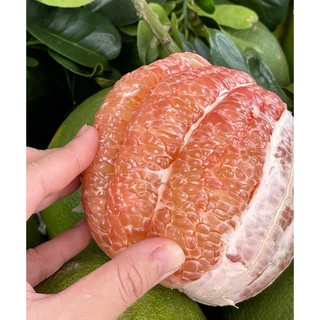 Cặp 2 Trái Bưởi da xanh miền tây nguyên vỏ KACOCO - Mỏng vỏ, ngọt nhiều giàu vitamin C (không cuốn)