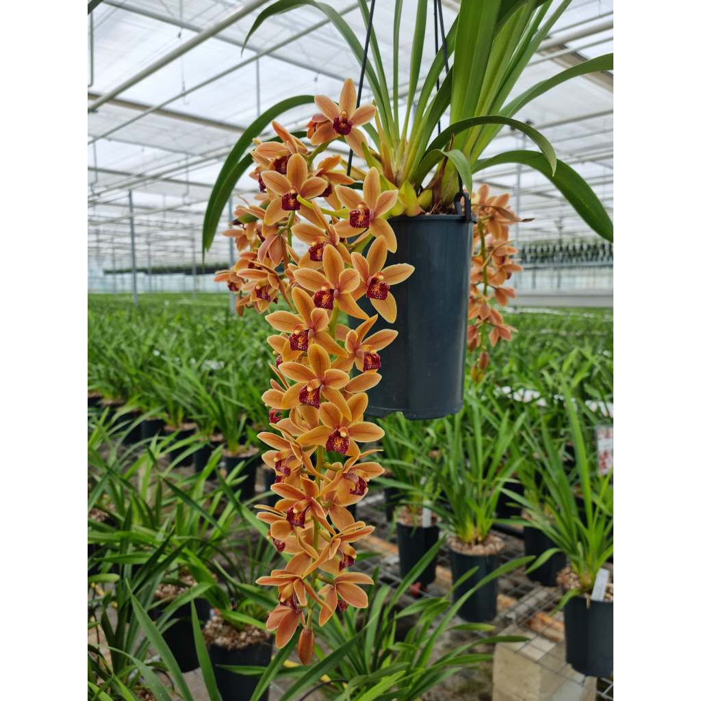 Lan Kiếm Cam ÚC ( Cymbidium orange ) Thuần