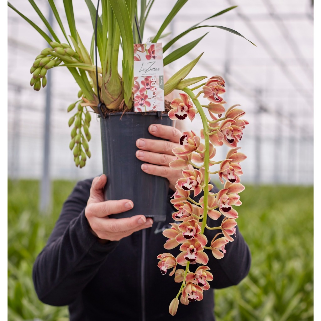 Lan Kiếm Cam ÚC ( Cymbidium orange ) Thuần