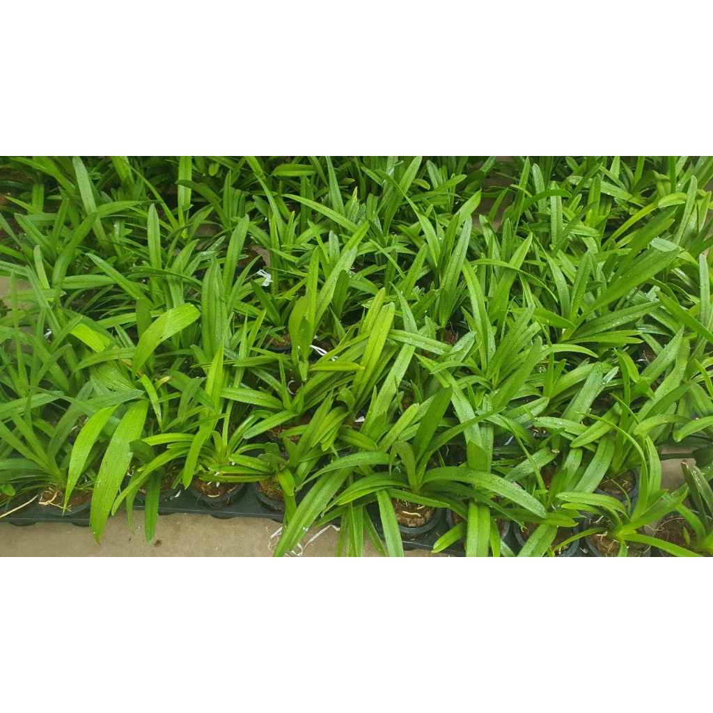 Lan Kiếm Cam ÚC ( Cymbidium orange )