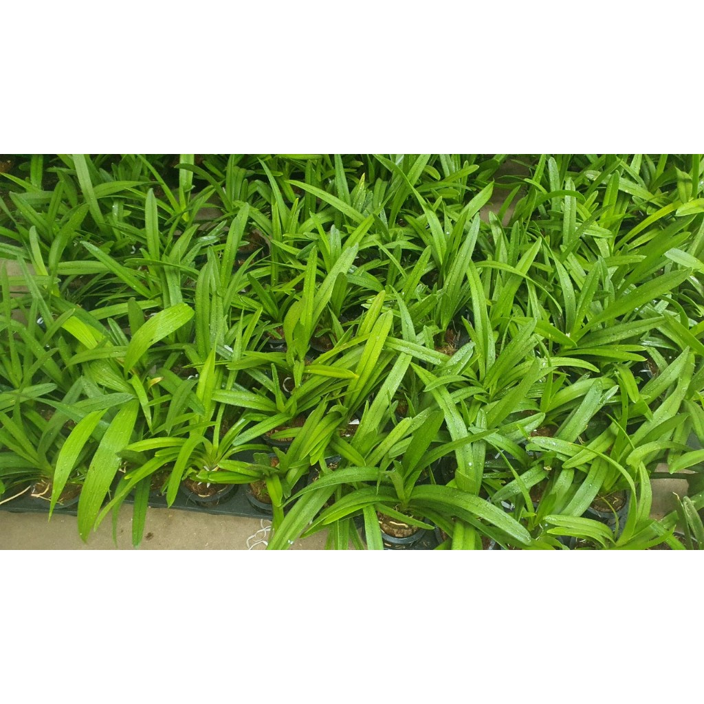 Lan Kiếm Cam ÚC ( Cymbidium orange )