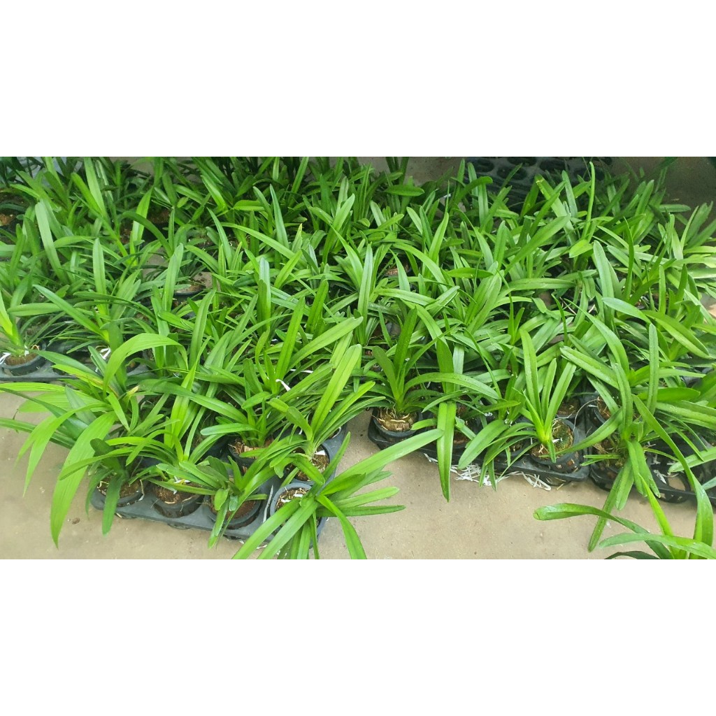 Lan Kiếm Cam ÚC ( Cymbidium orange )