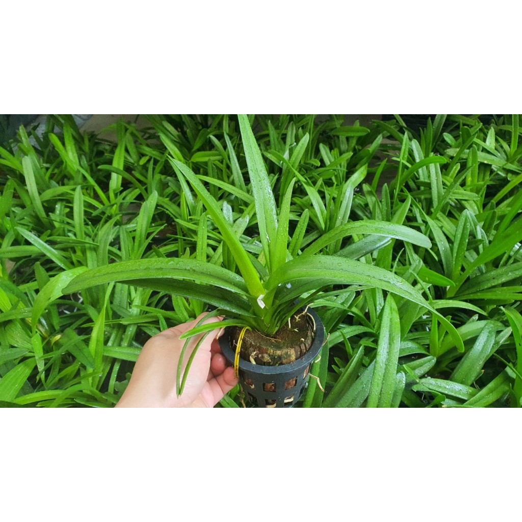 Lan Kiếm Cam ÚC ( Cymbidium orange )