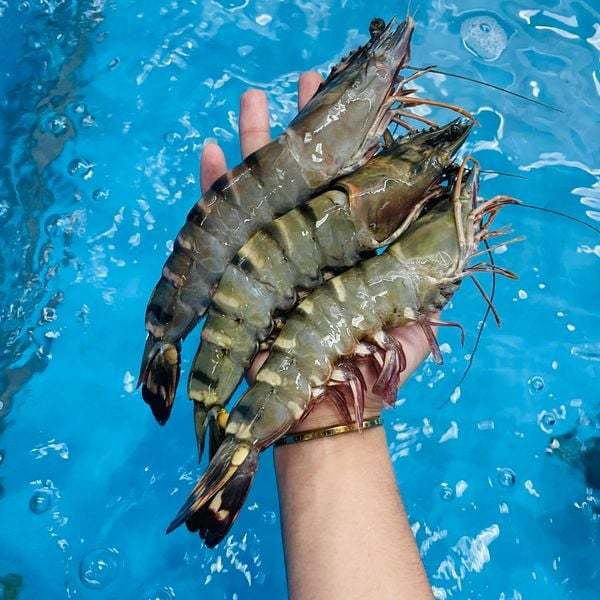 [HỎA TỐC HCM] Tôm sú khổng lồ thiên nhiên Thế Giới Hải Sản, tôm sú cáp đông bằng công nghệ IQF giữ độ tươi ngọt tự nhiên