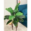 cây chuối giả 80cm - 18 nhánh lá