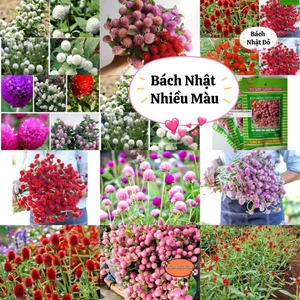hạt hoa cúc bách nhật mix 4 màu đỏ hồng trắng tím 💖siêu xinh💖nảy mầm cực đỉnh chất lượng cao