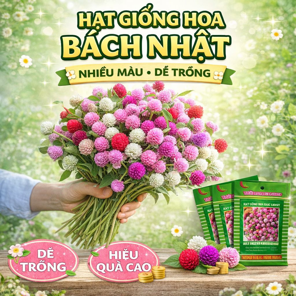 200 Hạt Giống Hoa Cúc Bách Nhật Nhiêù Màu💯 NẢY MẦM CỰC KHOẺ🌲 nhiều màu rất đẹp