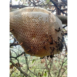 Mật ong rừng nguyên sáp 1kg