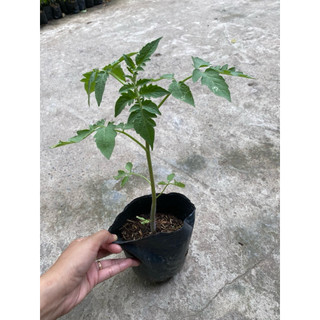 Bầu cây cà chua bi ngọt, chịu nhiệt, siêu quả