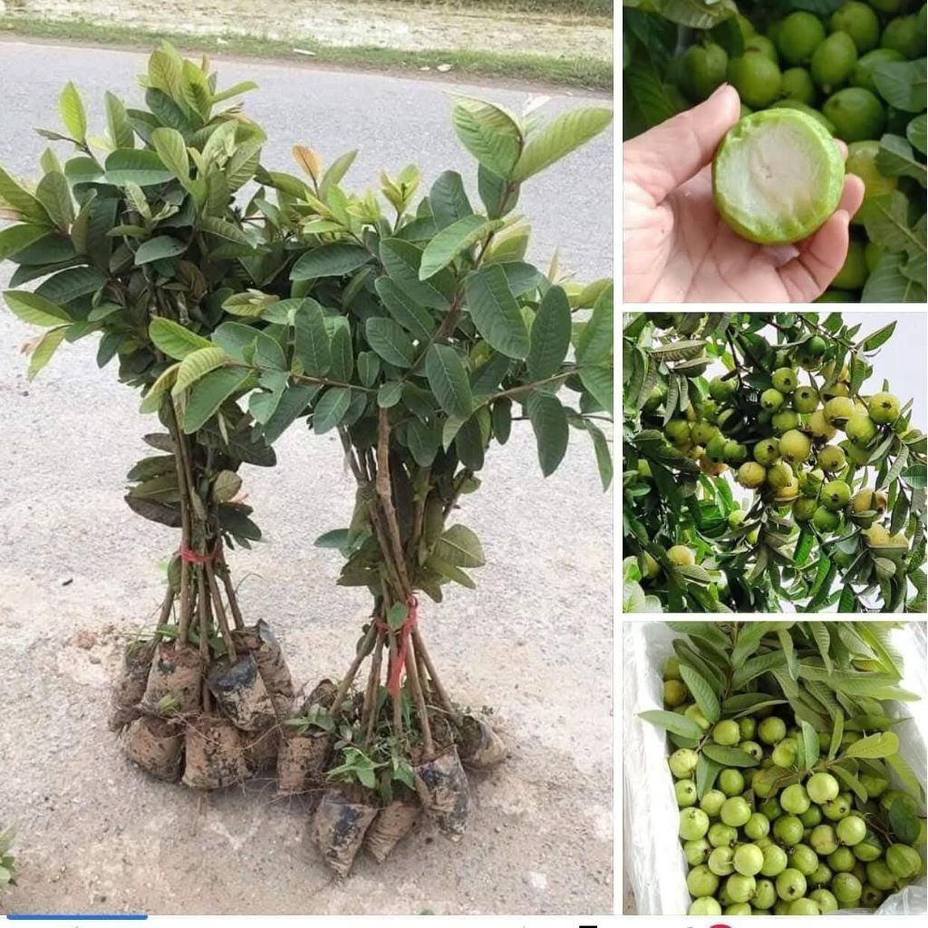 Bầu Giống Ổi Găng, Ổi Sẻ, Ổi Ta ♥️Cực Ngon Chuẩn Giống Giòn Ngọt