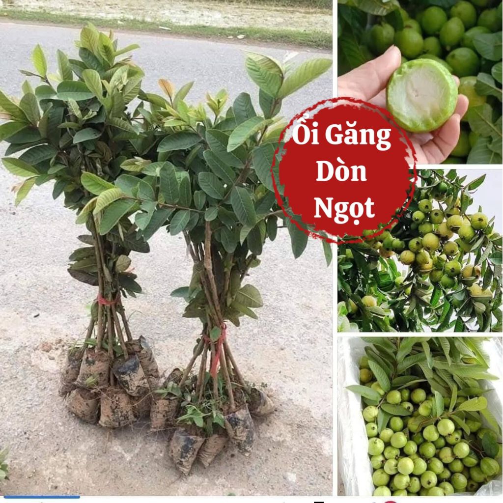 Bầu Giống Ổi Găng, Ổi Sẻ, Ổi Ta ♥️Cực Ngon Chuẩn Giống Giòn Ngọt