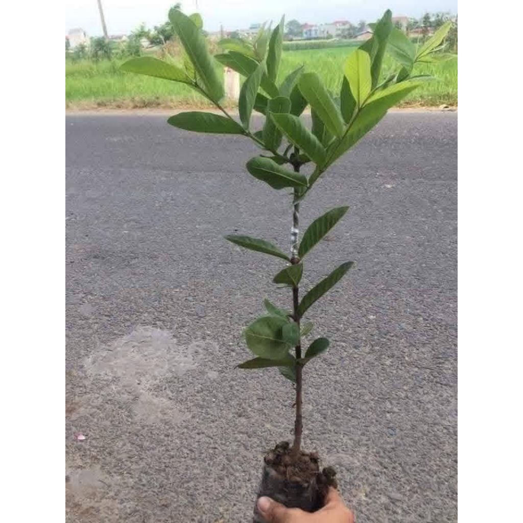 Bầu Giống Ổi Găng, Ổi Sẻ, Ổi Ta ♥️Cực Ngon Chuẩn Giống Giòn Ngọt