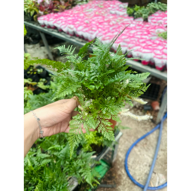 chậu dương xỉ chân thỏ - chân nhện - đuôi chồn