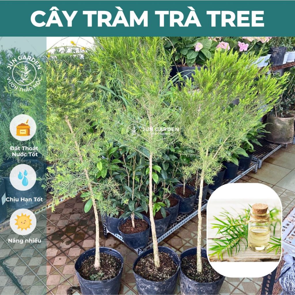 Cây Tràm Trà Dáng Tree size Lớn, gốc to Jun Garden - GH | Shopee Việt Nam