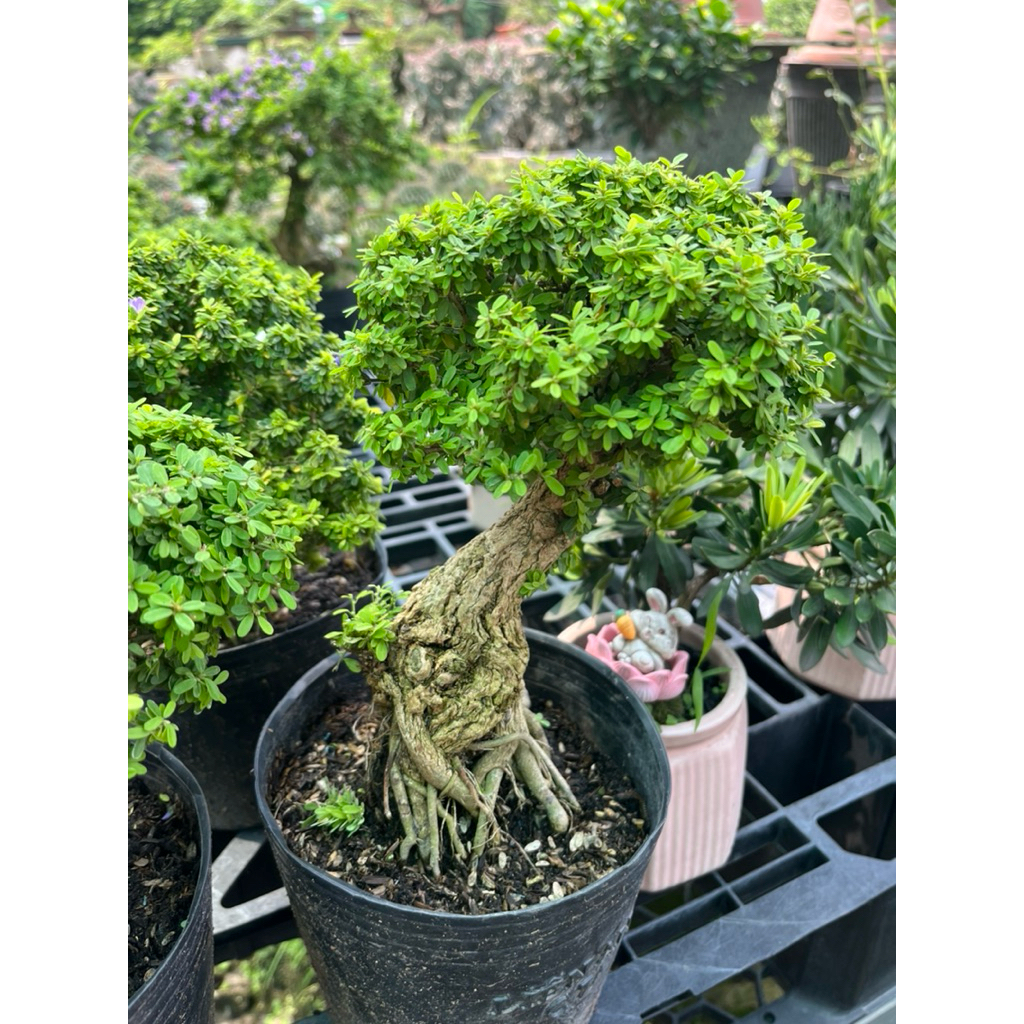 Linh Sam Mini Bonsai – Cây Linh Sam Bonsai Nhỏ, Thân Già Rễ Nổi, Dáng ...