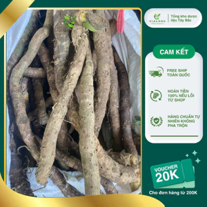 Thiên Niên kiện Tươi Chuẩn Rừng Tây Bắc tươi 1kg