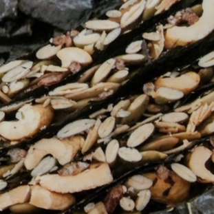 1Kg Bánh Rong Biển Kẹp Hạt Dinh Dưỡng - Hạt Mới Bao Không Hôi Dầu
