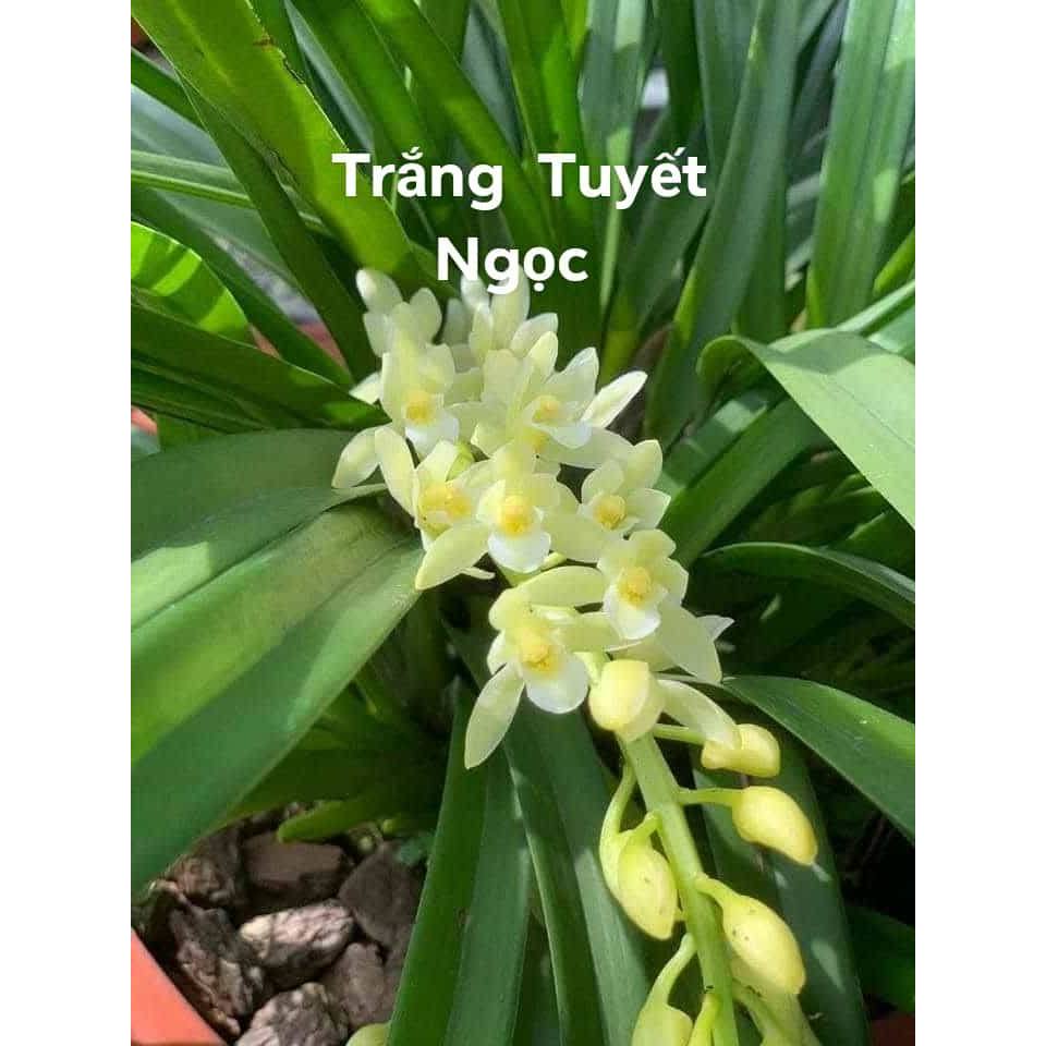 Kiếm Trắng Tuyết Ngọc