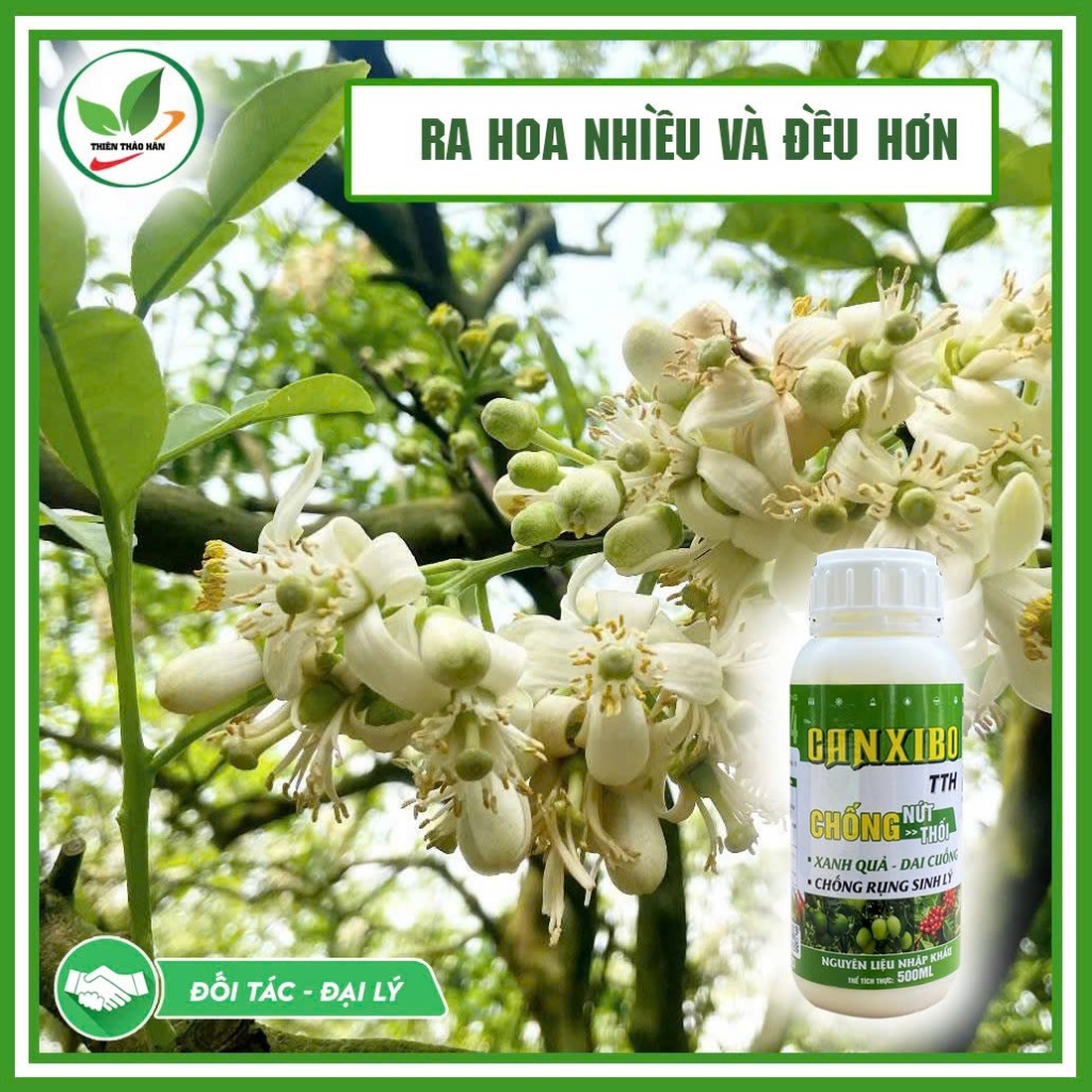 Canxi Bo Đậm Đặc – Chống Rụng Hoa, Tăng Đậu Trái, Chống Nứt Trái Cho Cây Ăn Trái
