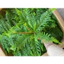Cụm dương xỉ nhựa trang trí tiểu cảnh - cụm dương xỉ điểm