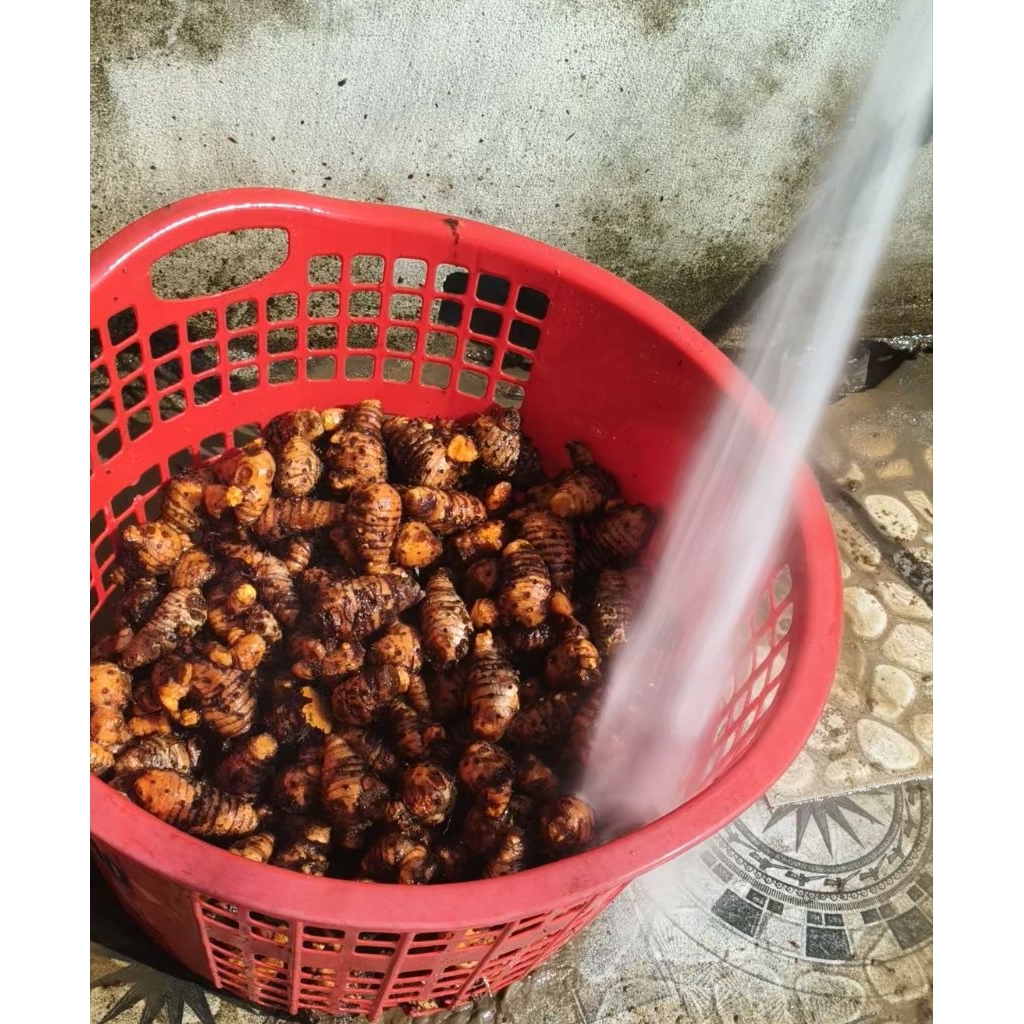 2kg Củ nghệ cái (nghệ đỏ)  giàu curcumin