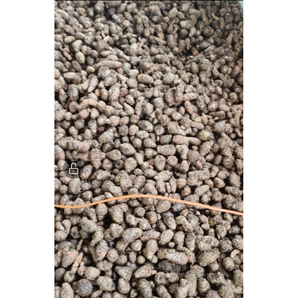 2kg Củ nghệ cái (nghệ đỏ)  giàu curcumin