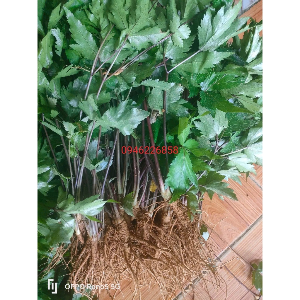[Hàng Loại 1] Cây Giống Sâm Đương Quy Sìn Hồ Lai Châu Thân To Mập combo 3/5/10 cây