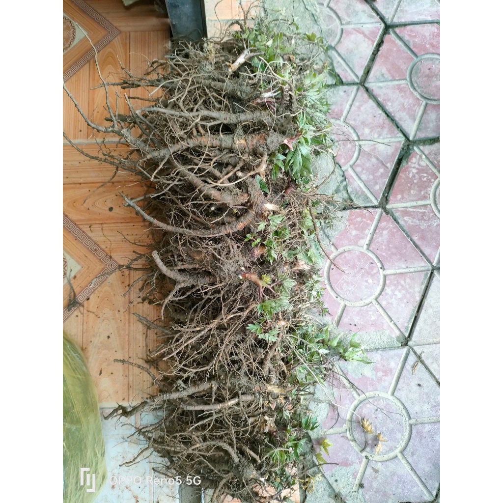 [Hàng Loại 1] Cây Giống Sâm Đương Quy Sìn Hồ Lai Châu Thân To Mập combo 3/5/10 cây