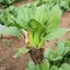 CẢI THÌA THƯỢNG HẢI TN 226 - DỄ TRỒNG, NHANH ĂN, VỊ GIÒN, NGỌT THANH ( gói 100gr)