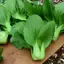 CẢI THÌA THƯỢNG HẢI TN 226 - DỄ TRỒNG, NHANH ĂN, VỊ GIÒN, NGỌT THANH ( gói 100gr)