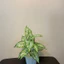 cây lá môn viền xanh - 30/40cm