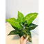 cây lá sọc 30/40cm - cây nhựa pvc - cây giả decor