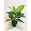cây lá sọc 30/40cm - cây nhựa pvc - cây giả decor