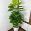 cây trầu bà viền xanh mẫu mới 1m2/1m3/1m5 - cây giả trang trí