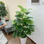 cây trầu bà viền xanh mẫu mới 1m2/1m3/1m5 - cây giả trang trí