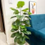 cây trầu bà viền xanh mẫu mới 1m2/1m3/1m5 - cây giả trang trí